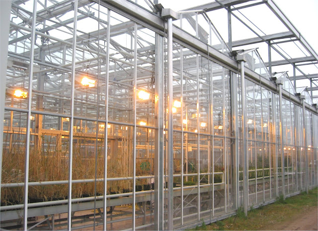 Invernadero de cristal tipo Venlo