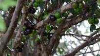 Extrato da casca de jabuticaba combate pré-diabetes http://www.piauiemalerta.com.br/