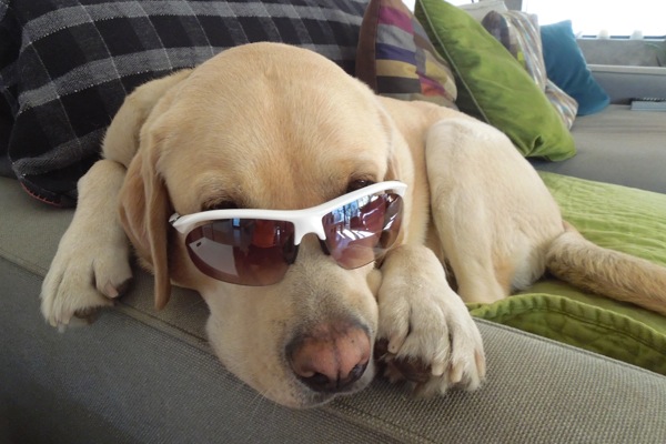 Labrador Cooper in sunglasses Labrador sunglasses