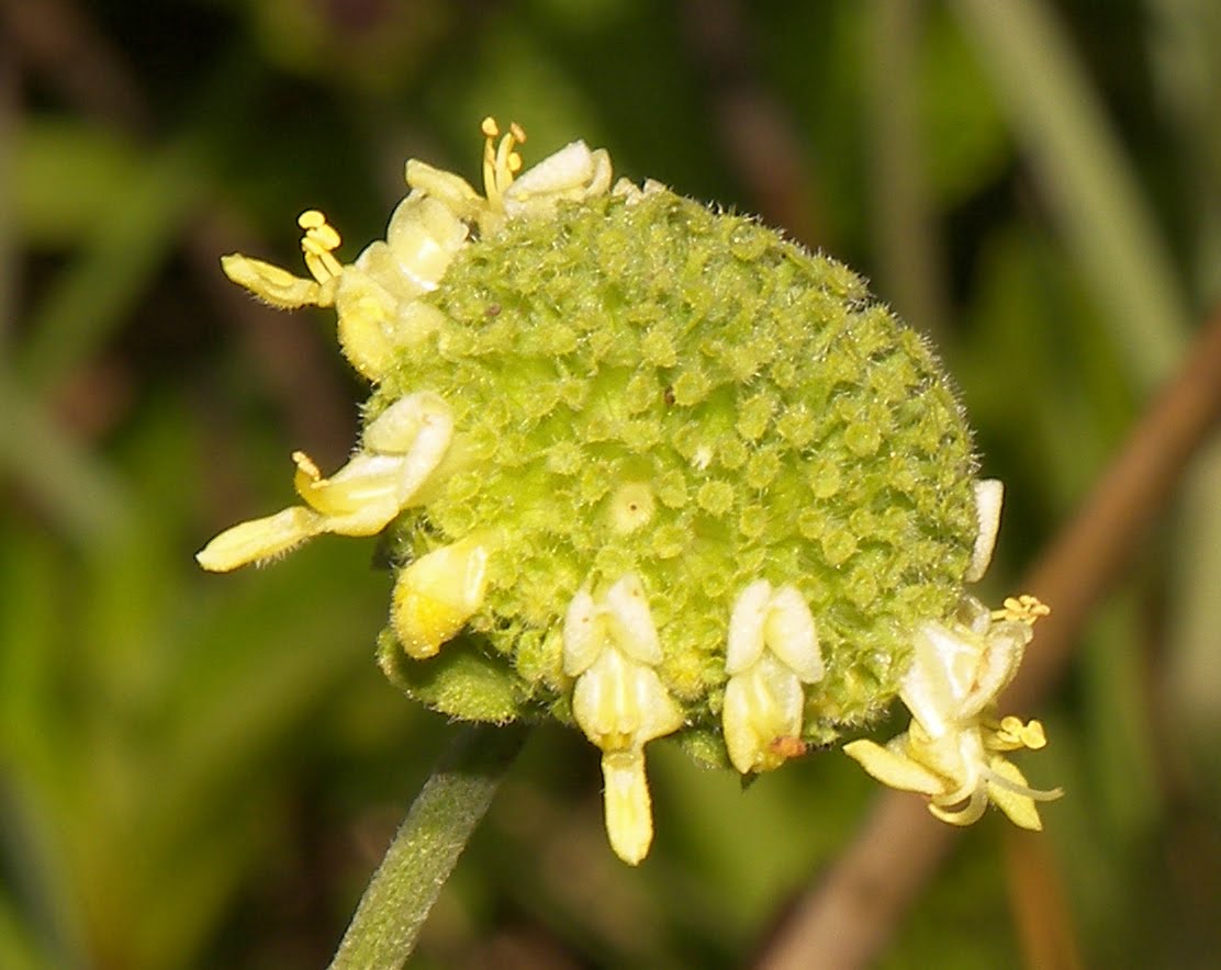 FLORA DE MISIONES Argentina Peltodon sp.