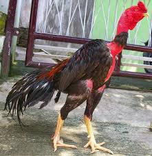 80+ Gambar Ayam Aduan Jawara Paling Hist 80+ Gambar Ayam Aduan Jawara Paling Hist