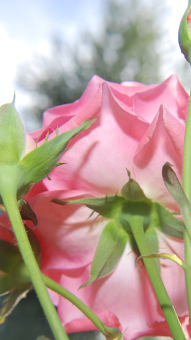 خلفيات ورود وأزهار للموبايل والآيفون صور وخلفيات ورود