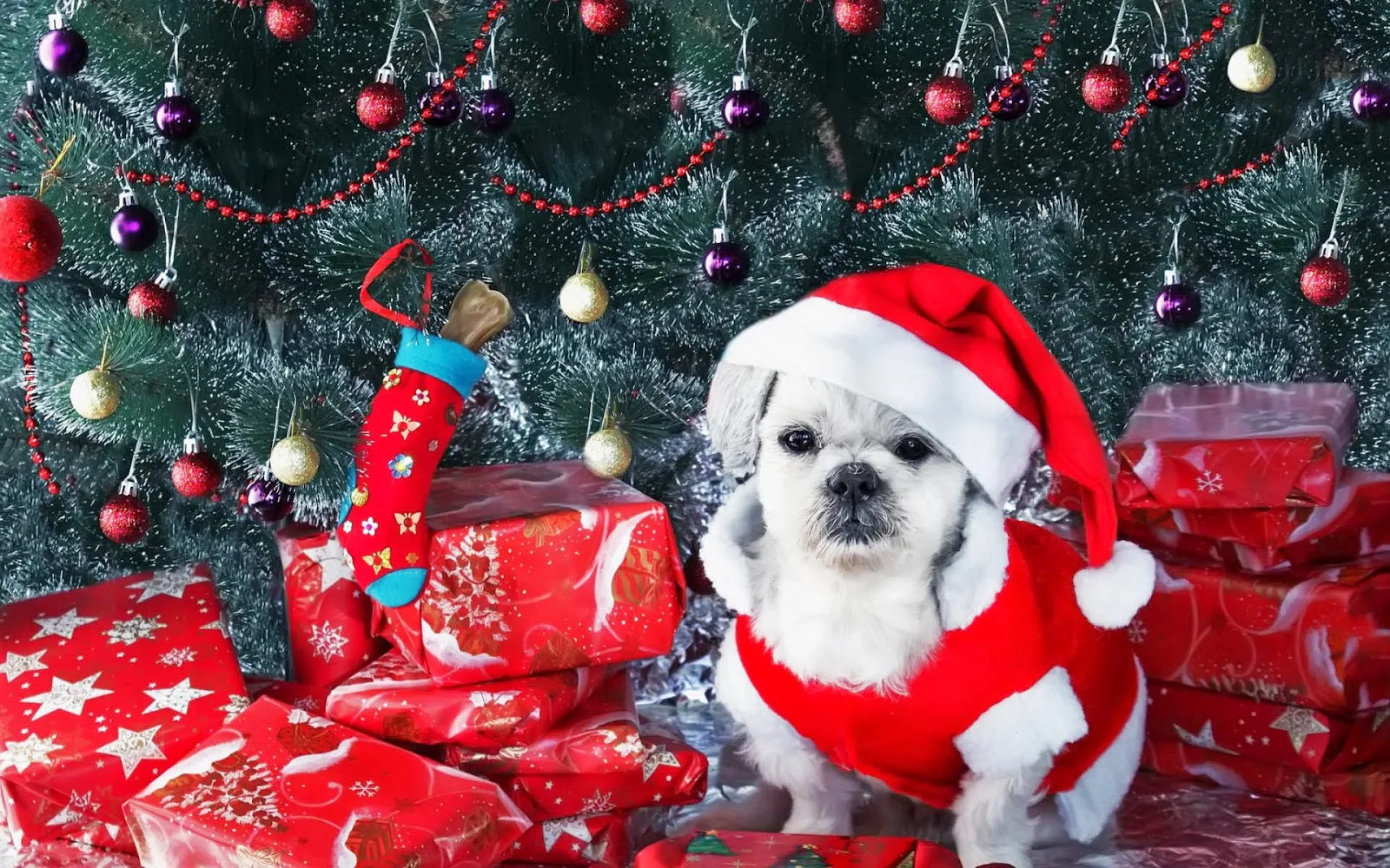 Hond met kerstmuts bij de kerstboom