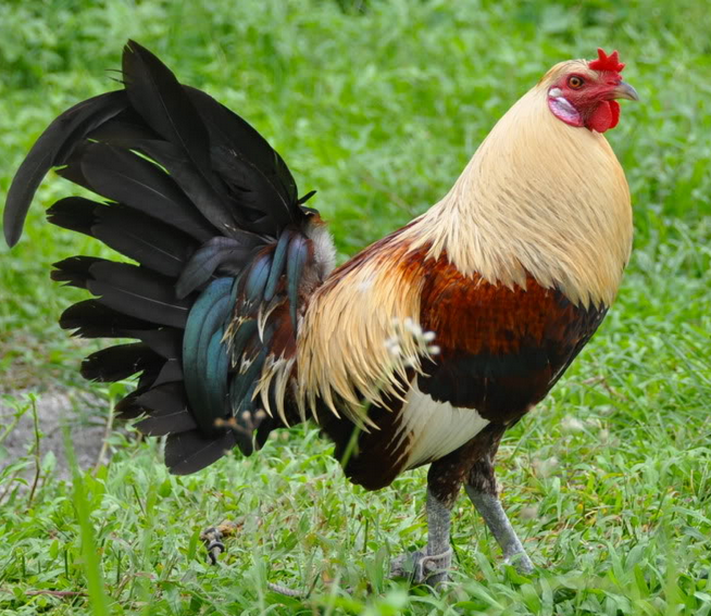  Gambar  Ayam  Filipina Petarung Yang Lincah Gambar  Foto 