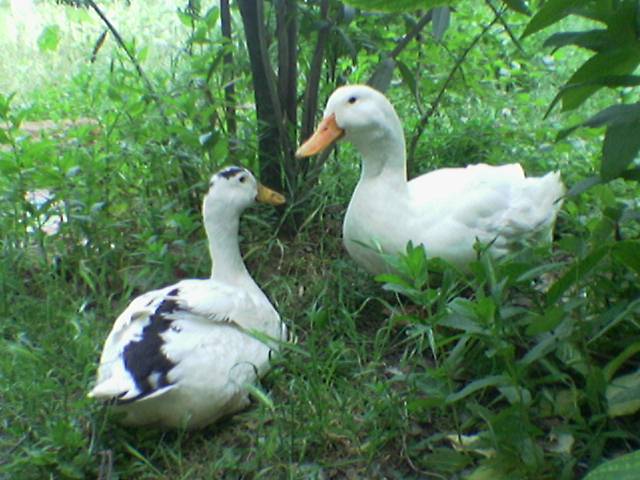 SAMSUN TEMİZLENMİŞ ÖRDEK