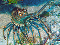 Lobster images