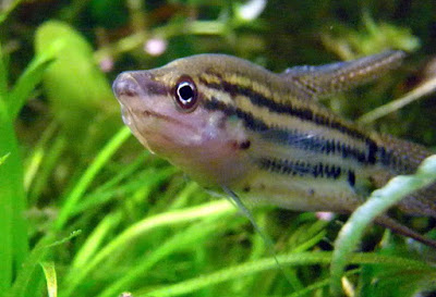 Gurami Trichopsis Vittata Gurami Trichopsis Vittata