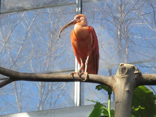 Scarlet Ibis Scarlet Ibis