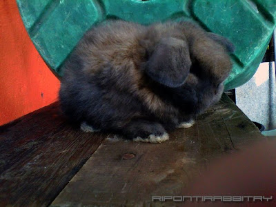 holland lop