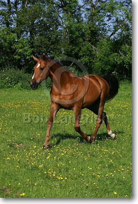 MD3P2052Budyonny-Puschkin-OwnedByClaireMorgan%252CUK.jpg