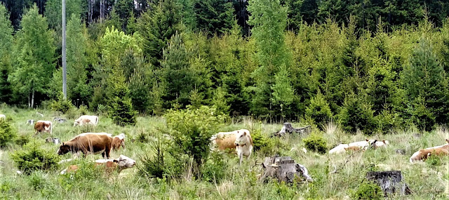 lehmiä metsässä