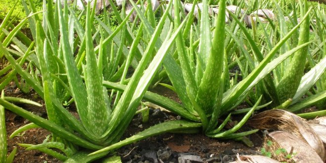 Aloe Vera Cultivation In Coimbatore Aloevera Plants Cultivation in India
