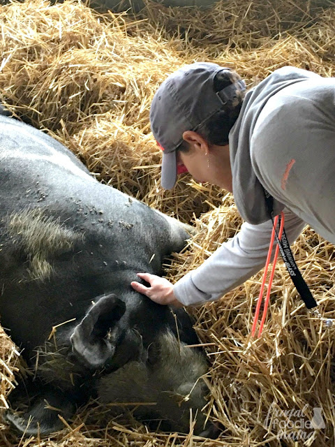 Located just 20 minutes west of Watkins Glen State Park, is the Farm Sanctuary. This 271 acre farm serves as a shelter & sanctuary to over 500 rescued farm animals.
