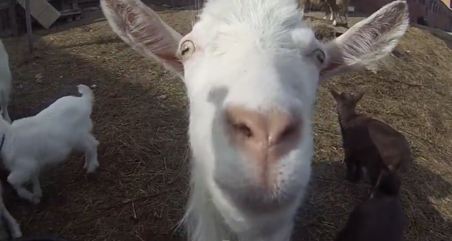 Jealous Goat Shows No Mercy to Be Centre of Attention Jealous Goat Shows No Mercy to Be Centre of Attention