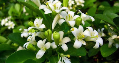 Manfaat Daun Kemuning Untuk Kesehatan Kita Manfaat Daun Kemuning Untuk Kesehatan Kita