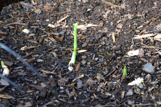 Young Turmeric Plant emerging from Rhizome