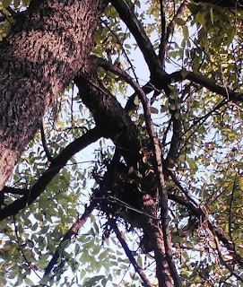 Squirrel nest