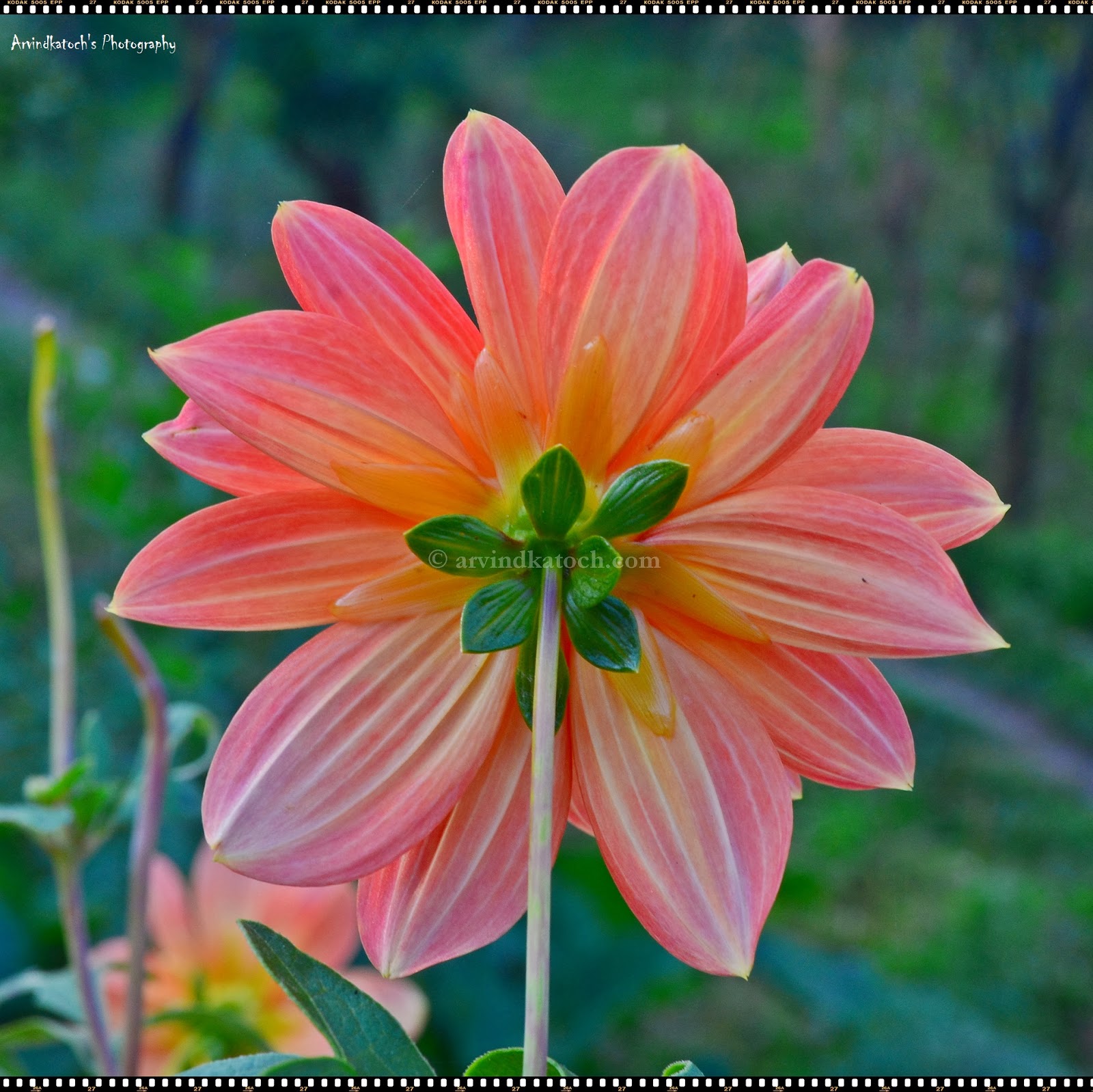 Backside Beauty of a Light Pink Flower with Beautiful centers (Pic