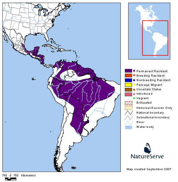 Pepitero gris (Saltator coerulescens)