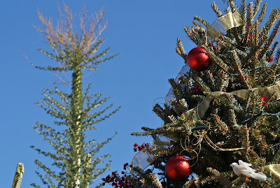 Phoenix Daily Photo: December 2011