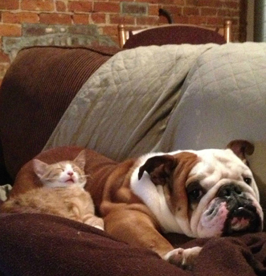 Gatos que han decidido que dormir sobre el perro es buena idea
