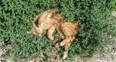 Penduduk Aoshima Tanam 'Catnip' Untuk Halau Nyamuk