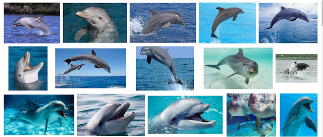 Fakta menarik tentang lumba-lumba Hidung botol Yang Belum Banyak