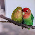 Tota aur maina ki sachchi mohabbat in hindi | parrot love story