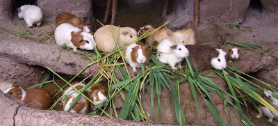http://upload.wikimedia.org/wikipedia/commons/2/25/Peru_Guinea_Pigs.jpg