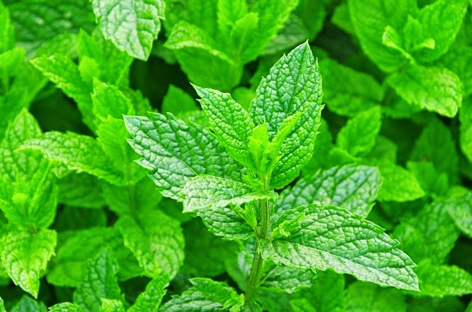 mint.jpg
