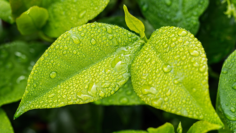 Green Leaves