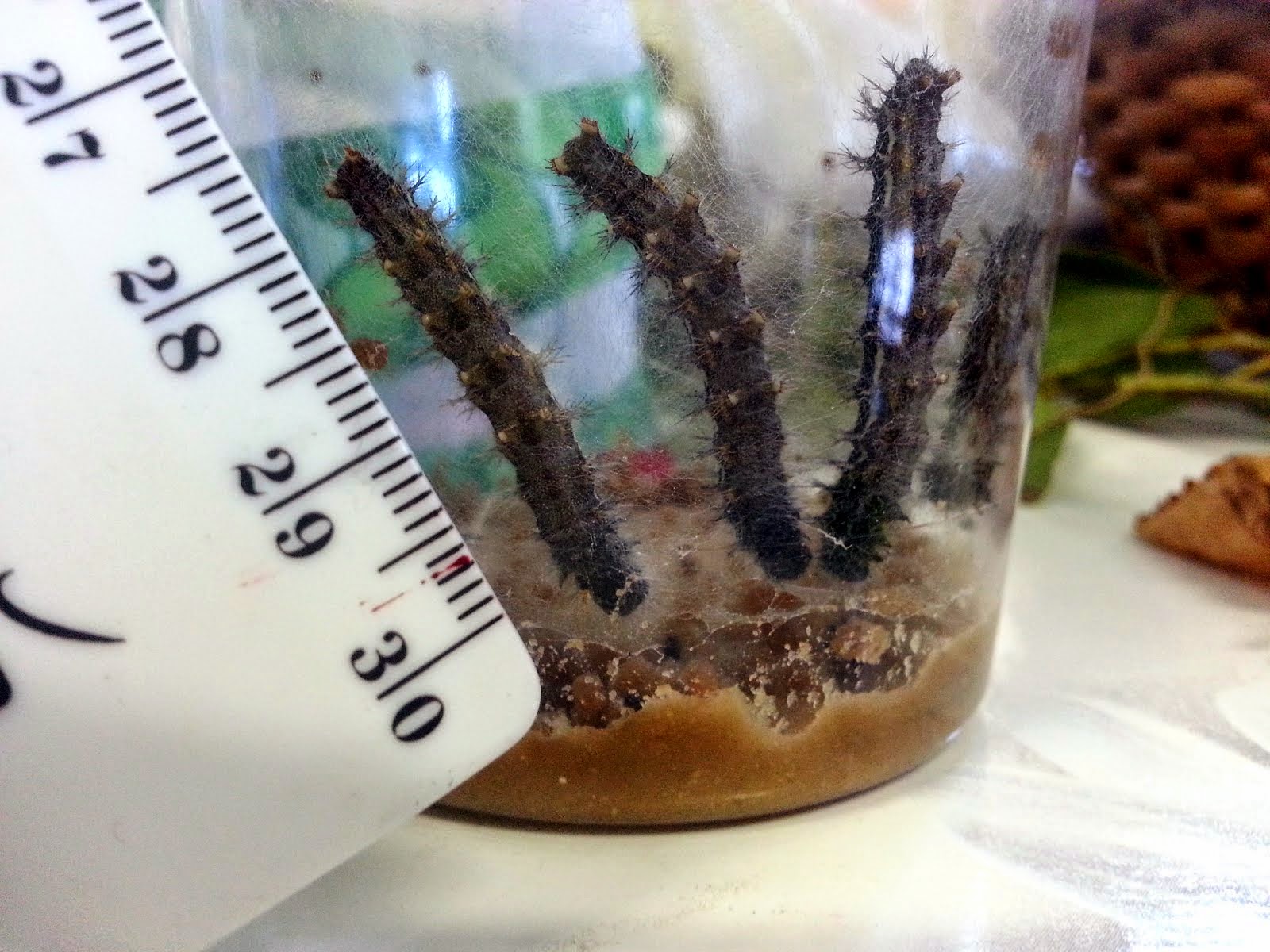 Caterpillars in their jar