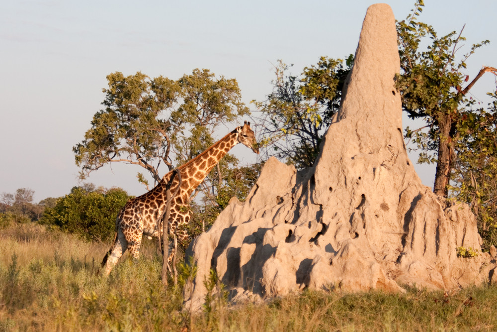 Termite Mounds of Okavango Delta