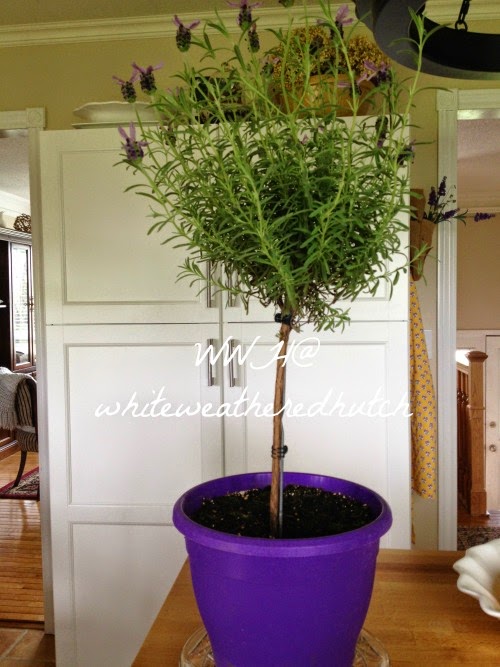 White Weathered Hutch Lavender Topiary