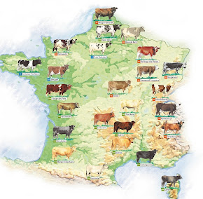 Carte des races bovines françaises