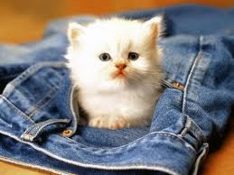 Cute And Funny Images Of White Kitten 3