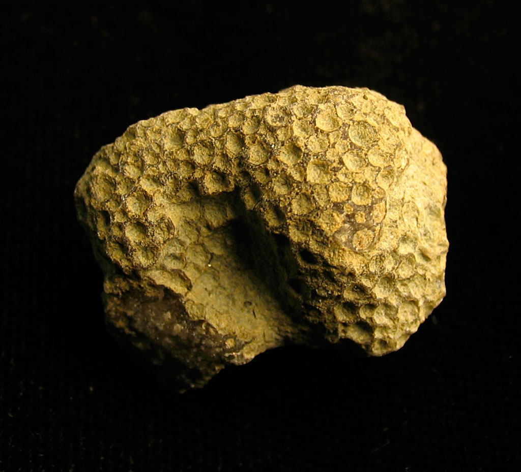 Louisville Fossils and Beyond Favosites cristatus Coral Fossil