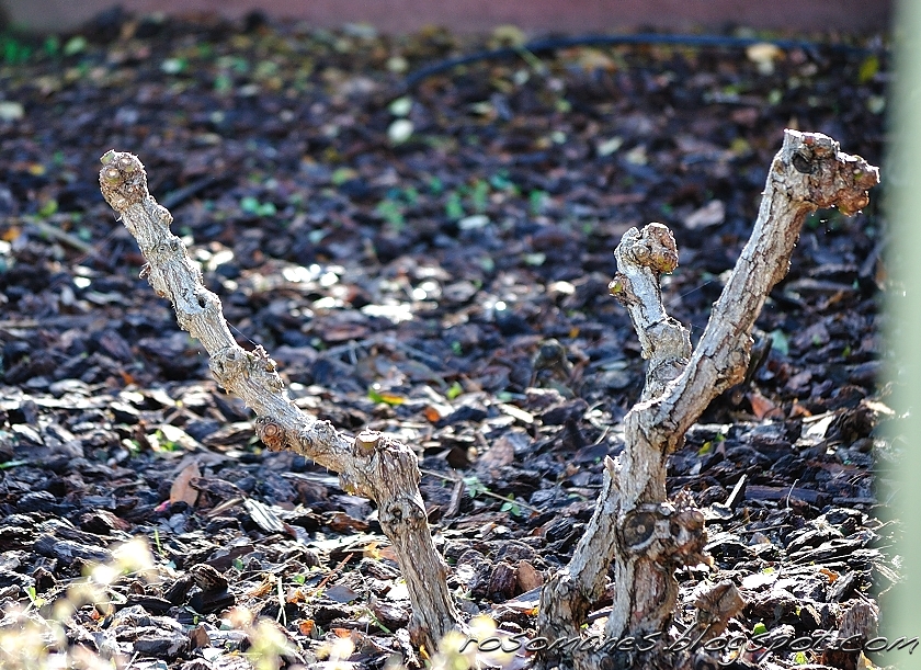 A Rose is a Rose... Extreme Pruning