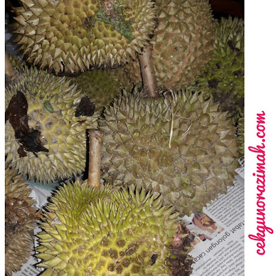 durian kampung, durian kampung murah, durian kampung di banting, beli durian kampung, dusun durian, dusun durian olak lempit, dusun durian di banting