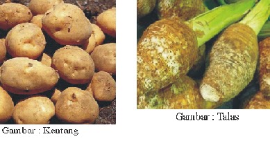 MEDIA BELAJAR: MACAM MACAM UMBI UMBIAN