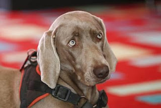 Why Can Dogs Sense Fear Why Can Dogs Sense Fear