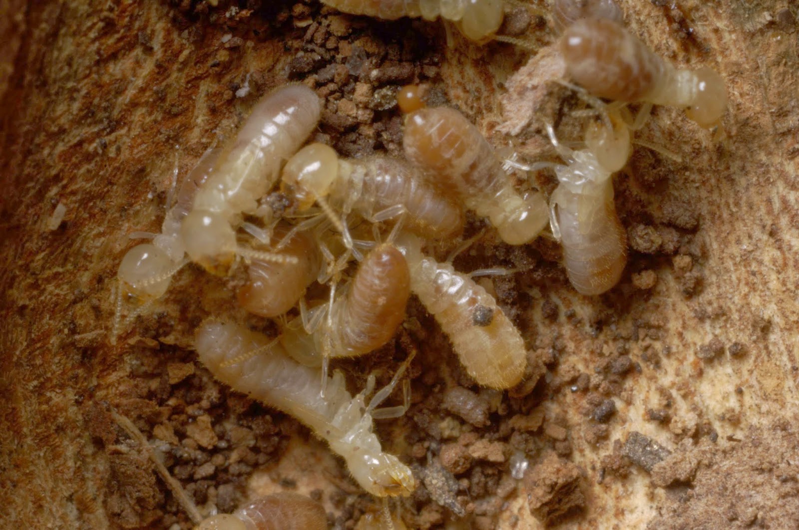 SPRING Into Action to Protect Your Home: Termite Awareness ...
