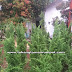 Jual pohon Cemara Natal berbagai ukuran tanaman hias untuk natal