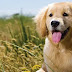 Golden Retriever Allergies – Causes and Treatments