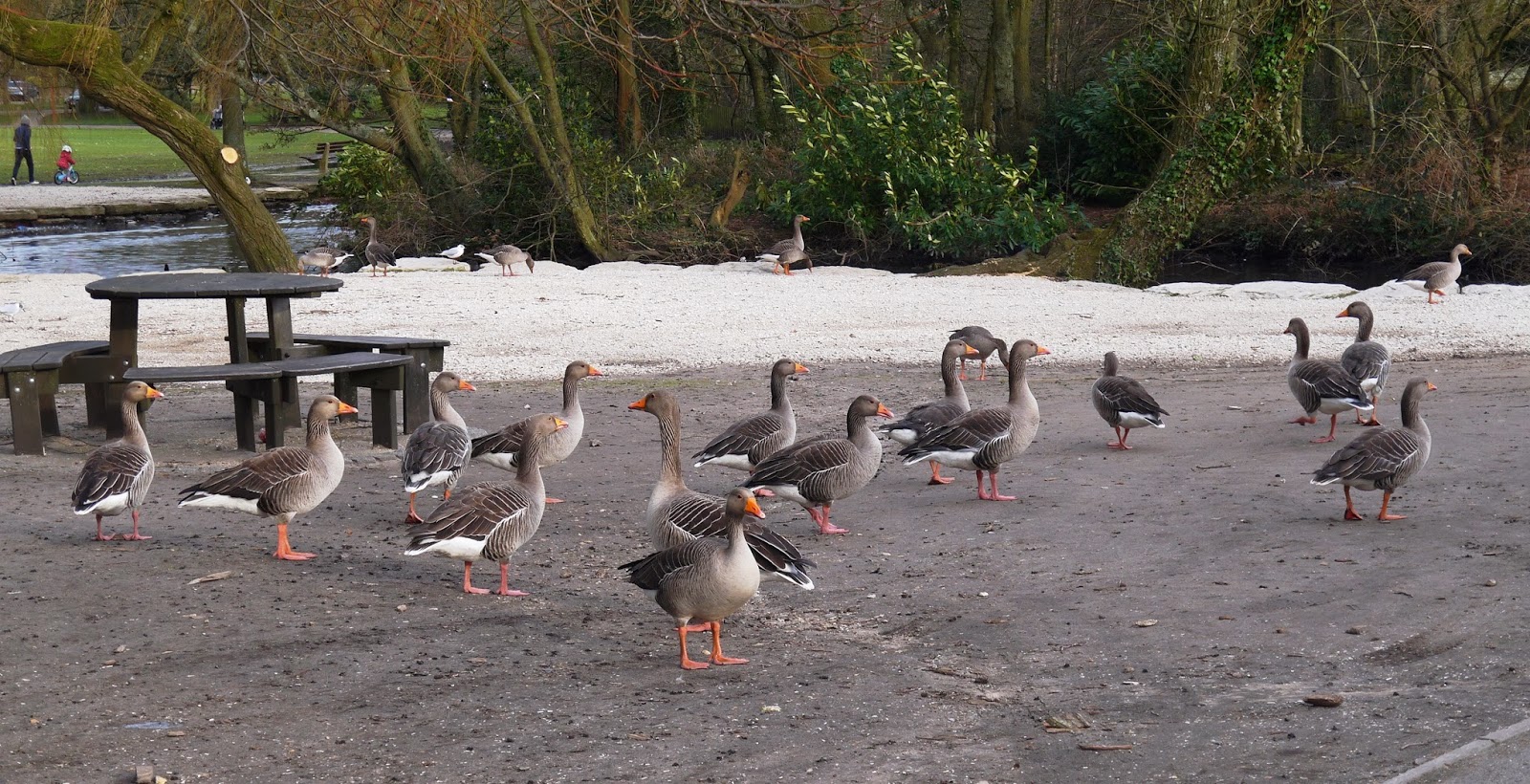 Poole Park ducks