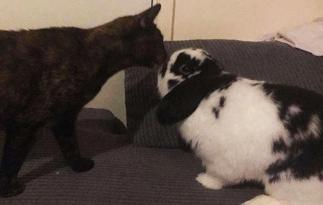 Cat Obsessed With Bunny Brother Just Does Not Leave His Side