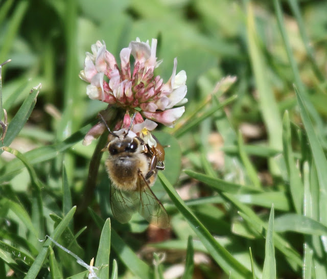 honey bee on clover