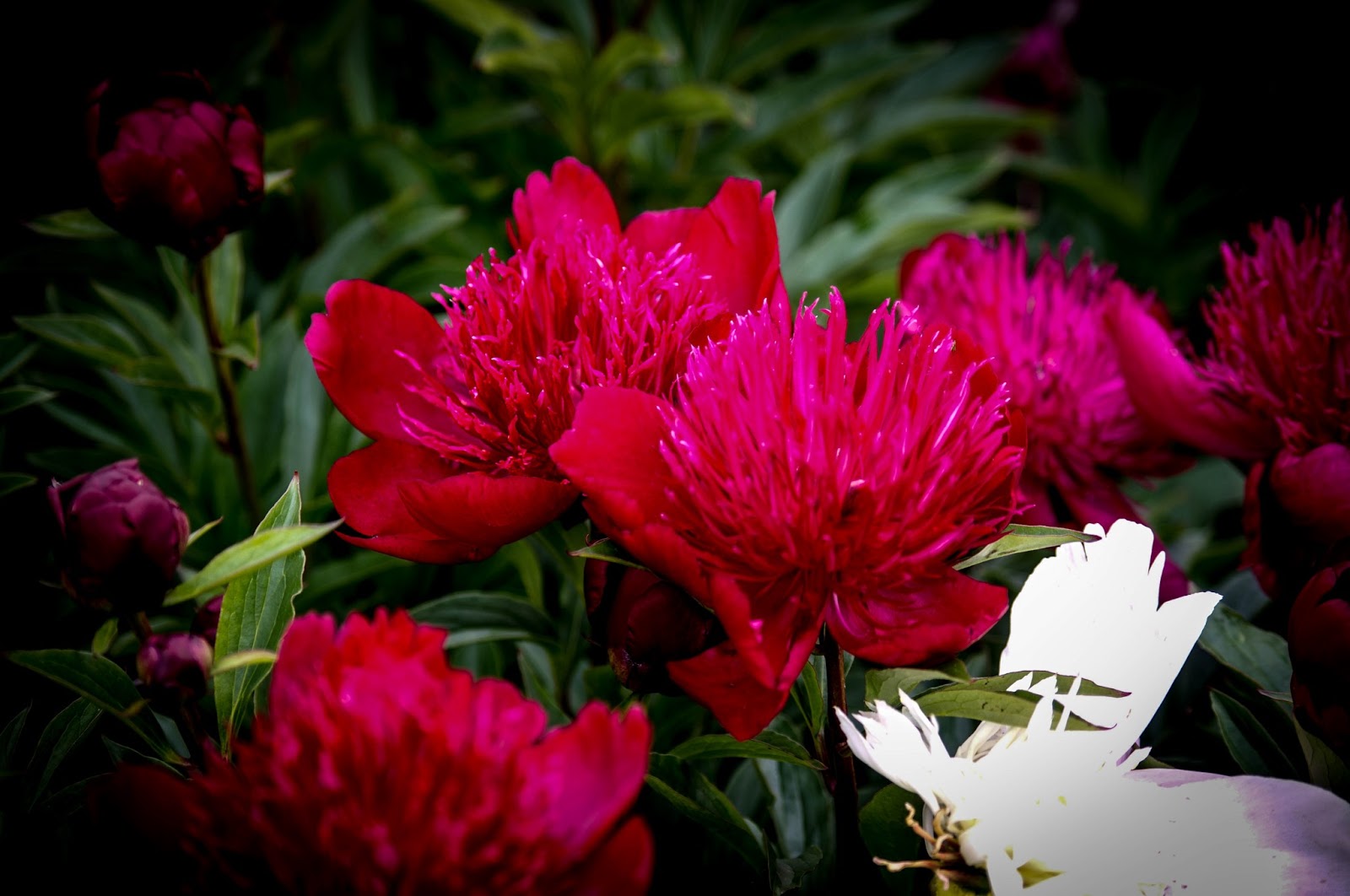 Thom Zehrfeld Photography Peony Season Three