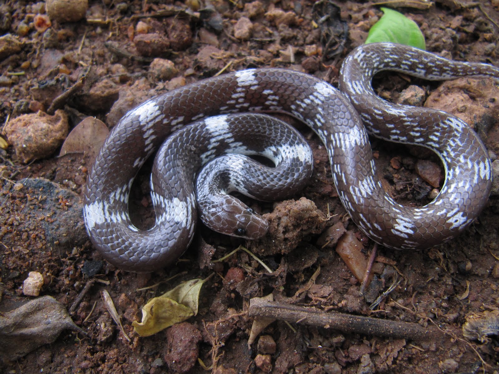 волкозуб большеголовый. ужеобразные змеи. змея с волчьим именем. волкозуб змея. Wallpapers lycofidion capense.