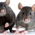 Waduh Bukan Cuma Manusia Tikus Juga Bisa Jadi Gay